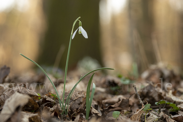 Kleines Schneeglöckchen (Galanthus nivalis)