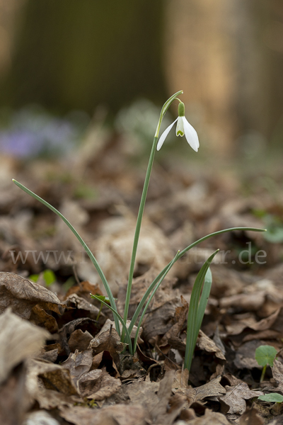 Kleines Schneeglöckchen (Galanthus nivalis)