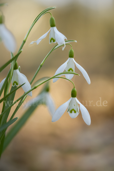 Kleines Schneeglöckchen (Galanthus nivalis)