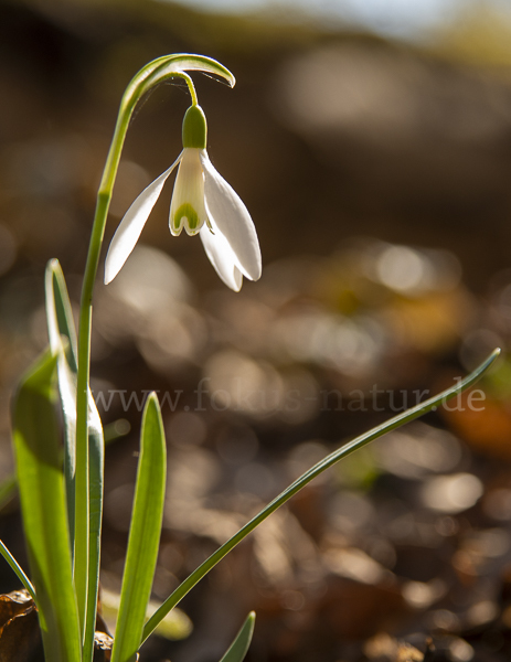 Kleines Schneeglöckchen (Galanthus nivalis)