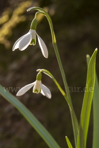 Kleines Schneeglöckchen (Galanthus nivalis)