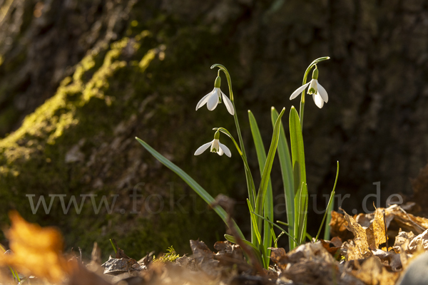 Kleines Schneeglöckchen (Galanthus nivalis)