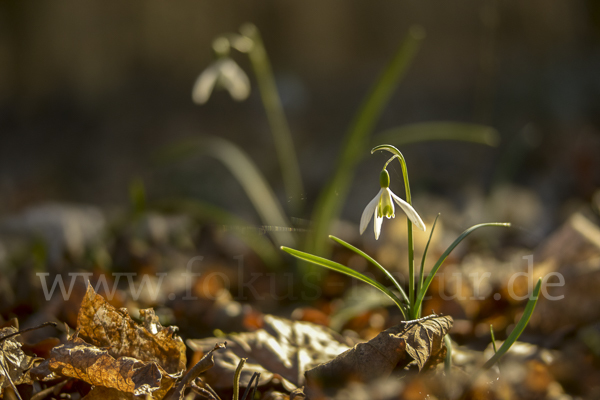 Kleines Schneeglöckchen (Galanthus nivalis)