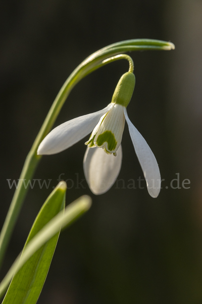 Kleines Schneeglöckchen (Galanthus nivalis)