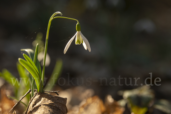 Kleines Schneeglöckchen (Galanthus nivalis)