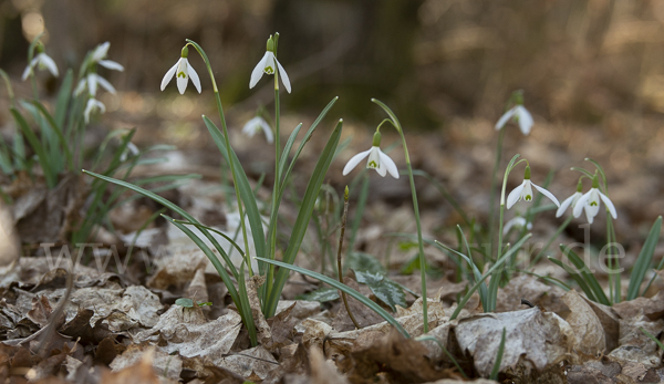 Kleines Schneeglöckchen (Galanthus nivalis)