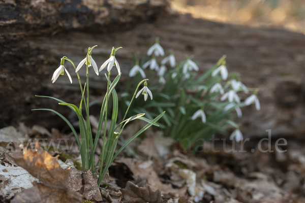 Kleines Schneeglöckchen (Galanthus nivalis)