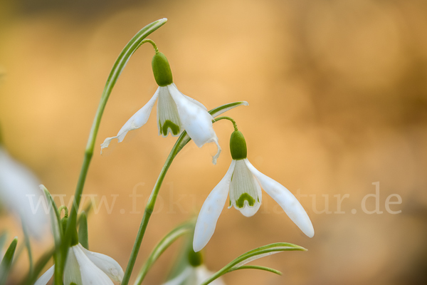 Kleines Schneeglöckchen (Galanthus nivalis)