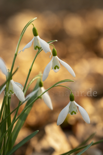 Kleines Schneeglöckchen (Galanthus nivalis)