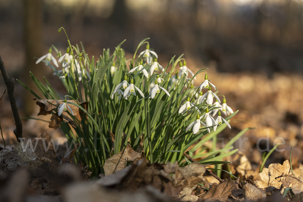 Kleines Schneeglöckchen (Galanthus nivalis)