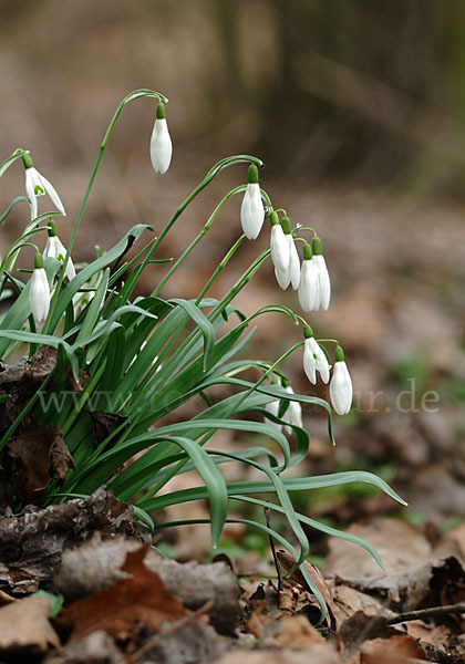 Kleines Schneeglöckchen (Galanthus nivalis)