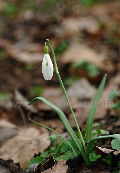 Kleines Schneeglöckchen (Galanthus nivalis)