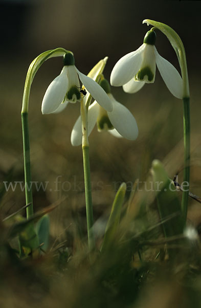 Kleines Schneeglöckchen (Galanthus nivalis)