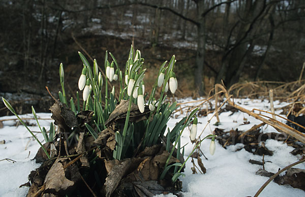 Kleines Schneeglöckchen (Galanthus nivalis)