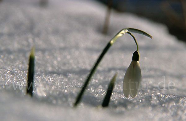 Kleines Schneeglöckchen (Galanthus nivalis)