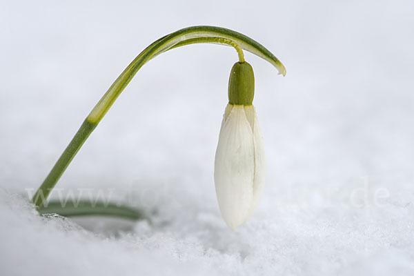 Kleines Schneeglöckchen (Galanthus nivalis)