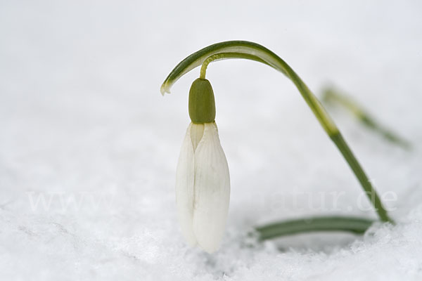 Kleines Schneeglöckchen (Galanthus nivalis)