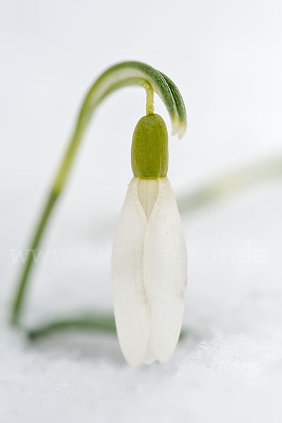 Kleines Schneeglöckchen (Galanthus nivalis)