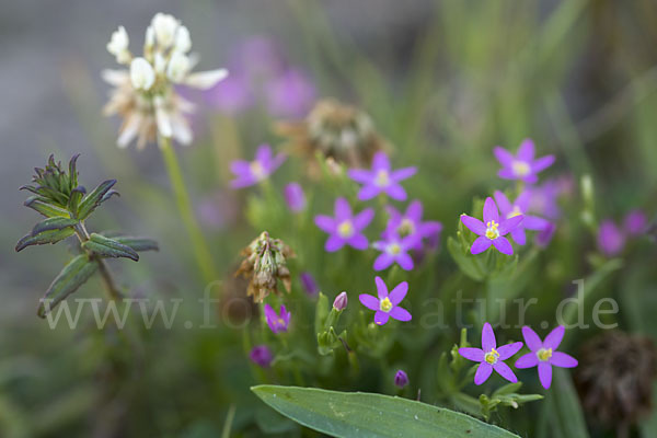 Kleines Tausendgüldenkraut (Centaurium pulchellum)