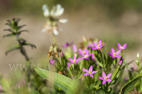 Kleines Tausendgüldenkraut (Centaurium pulchellum)