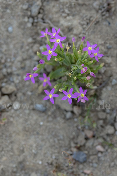 Kleines Tausendgüldenkraut (Centaurium pulchellum)