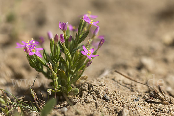 Kleines Tausendgüldenkraut (Centaurium pulchellum)