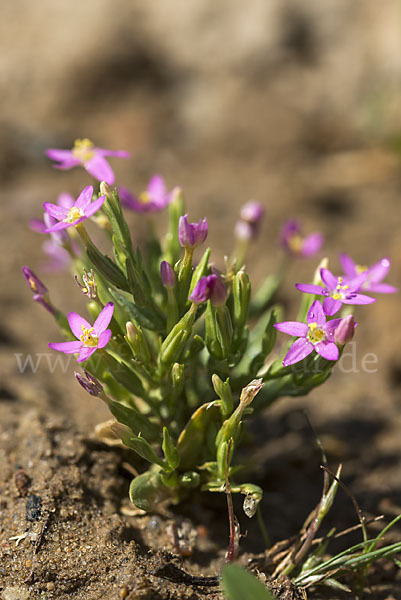 Kleines Tausendgüldenkraut (Centaurium pulchellum)