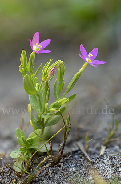 Kleines Tausendgüldenkraut (Centaurium pulchellum)