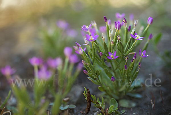 Kleines Tausendgüldenkraut (Centaurium pulchellum)