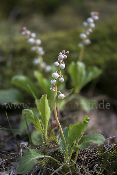 Kleines Wintergrün (Pyrola minor)