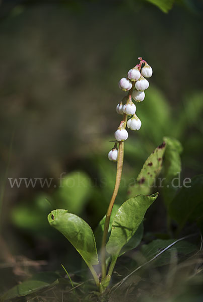 Kleines Wintergrün (Pyrola minor)