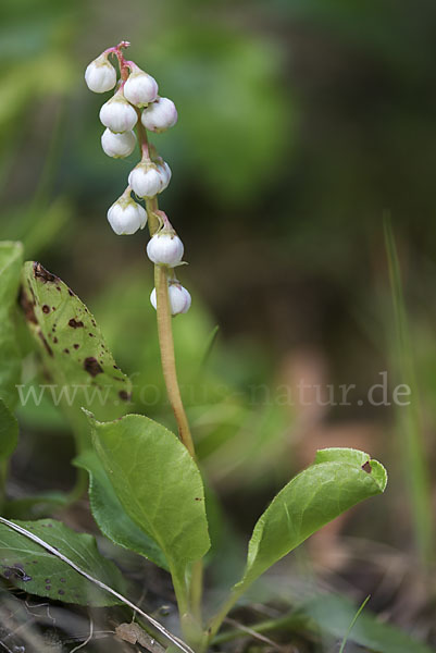 Kleines Wintergrün (Pyrola minor)