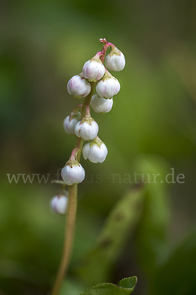 Kleines Wintergrün (Pyrola minor)