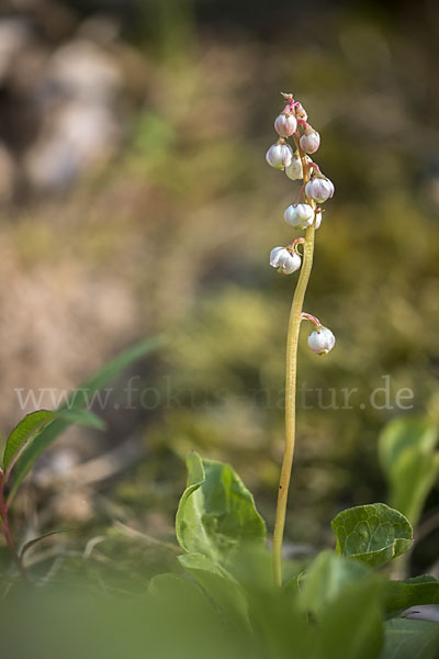 Kleines Wintergrün (Pyrola minor)