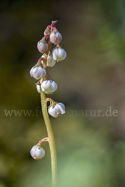 Kleines Wintergrün (Pyrola minor)