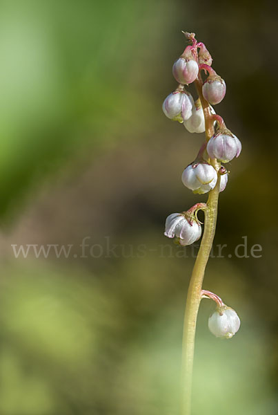 Kleines Wintergrün (Pyrola minor)