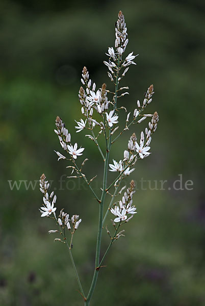 Kleinfrüchtiger Affodill (Asphodelus aestivus)