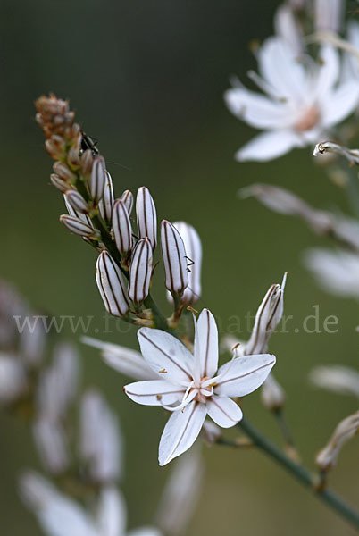 Kleinfrüchtiger Affodill (Asphodelus aestivus)