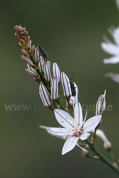 Kleinfrüchtiger Affodill (Asphodelus aestivus)