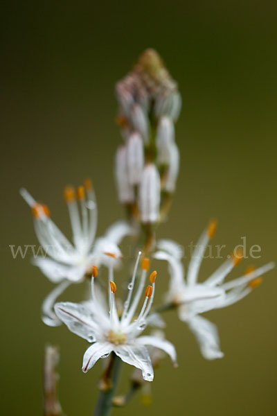 Kleinfrüchtiger Affodill (Asphodelus aestivus)