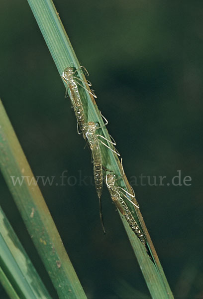 Kleinlibellen (Zygoptera)