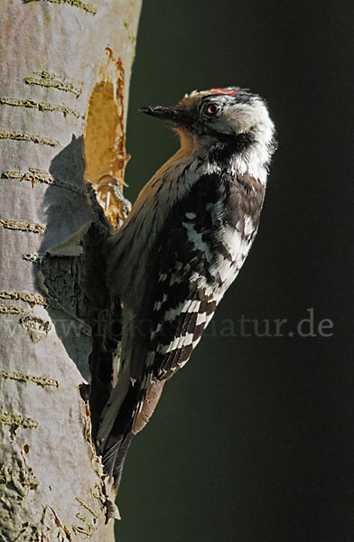 Kleinspecht (Dendrocopos minor)