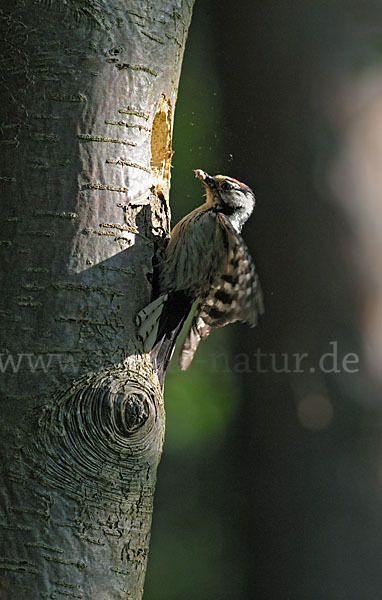 Kleinspecht (Dendrocopos minor)