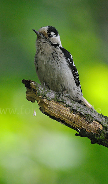 Kleinspecht (Dendrocopos minor)