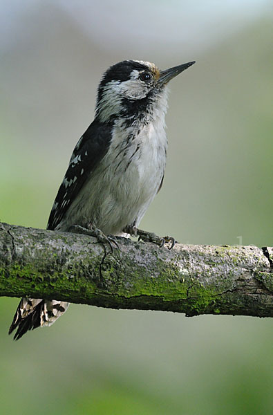 Kleinspecht (Dendrocopos minor)