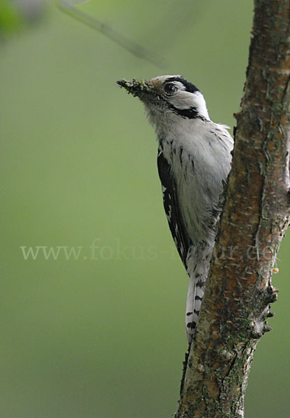 Kleinspecht (Dendrocopos minor)