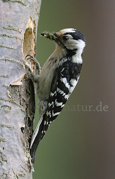 Kleinspecht (Dendrocopos minor)