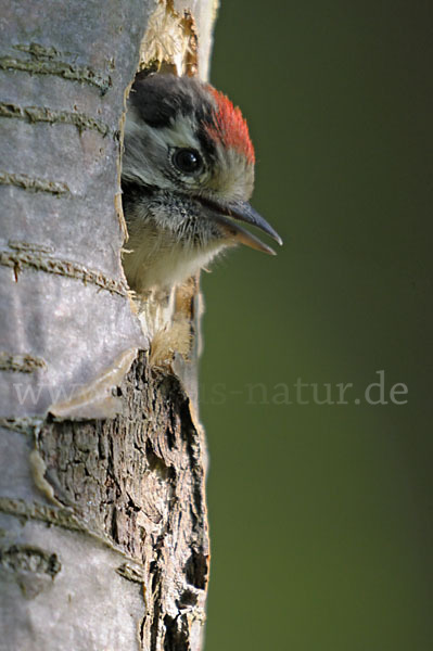 Kleinspecht (Dendrocopos minor)