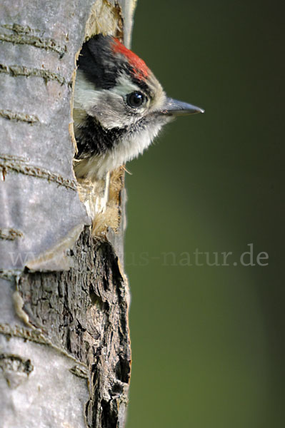 Kleinspecht (Dendrocopos minor)