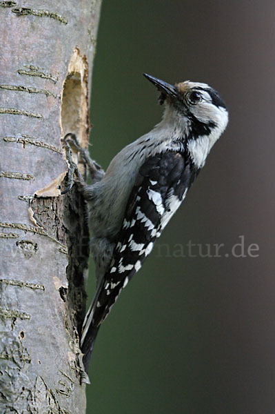 Kleinspecht (Dendrocopos minor)
